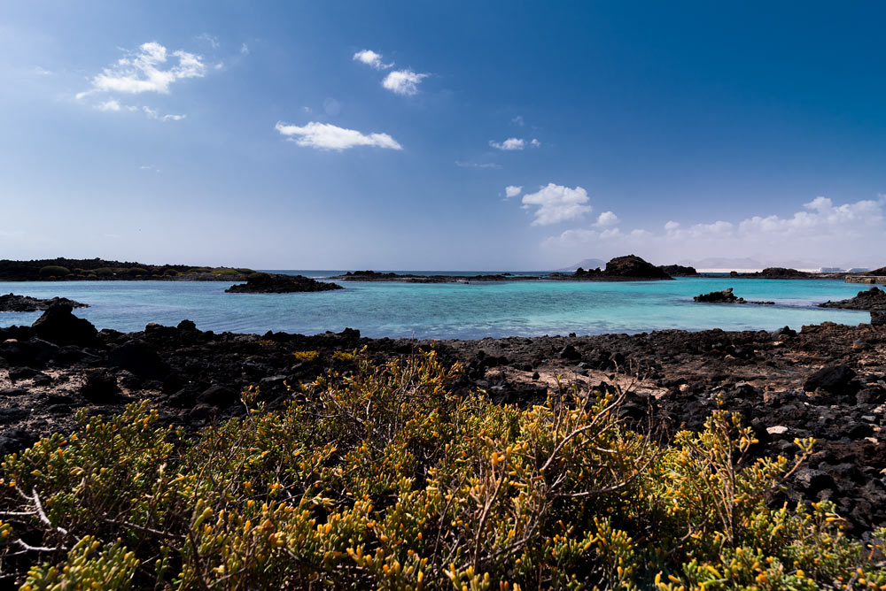 Blue lagoon with plants