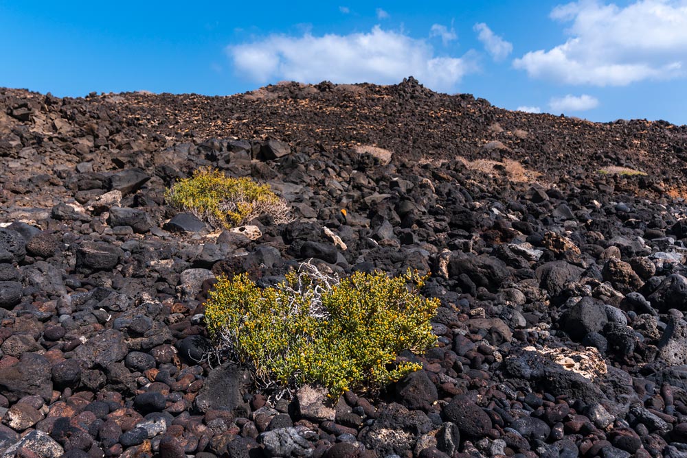 Volcanic Soil | Lobos Island