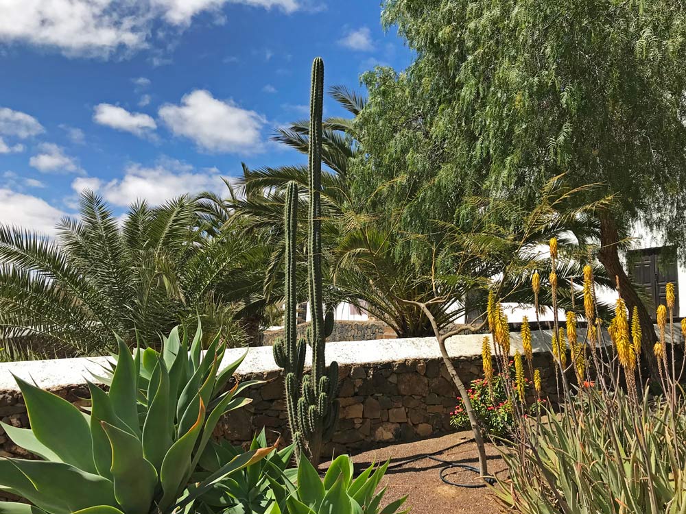 Green plants in Canary Islands