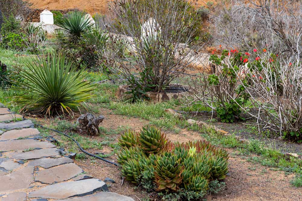 Garden in Betancuria