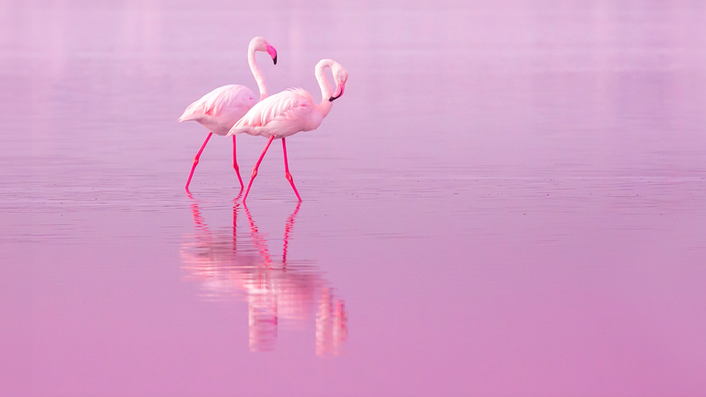 Pink flamingos - Cyprus