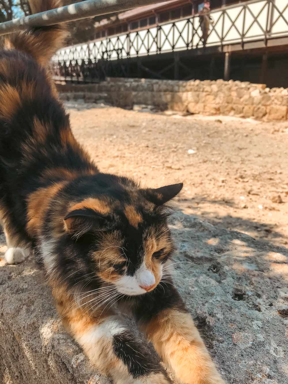 Paphos - local cat