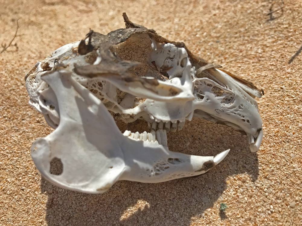 Corralejo sand dunes - skull