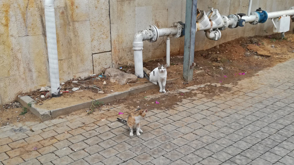 Cats in Israel