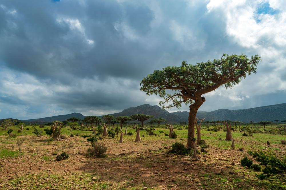 Where to elope - Socotra island