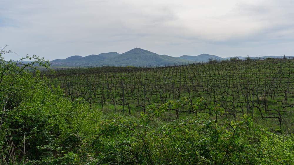 Slovakia Wine Regions