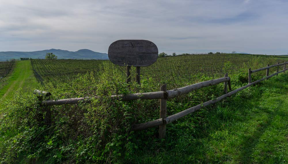 Vineyards near Tokaj Tower in Slovakia