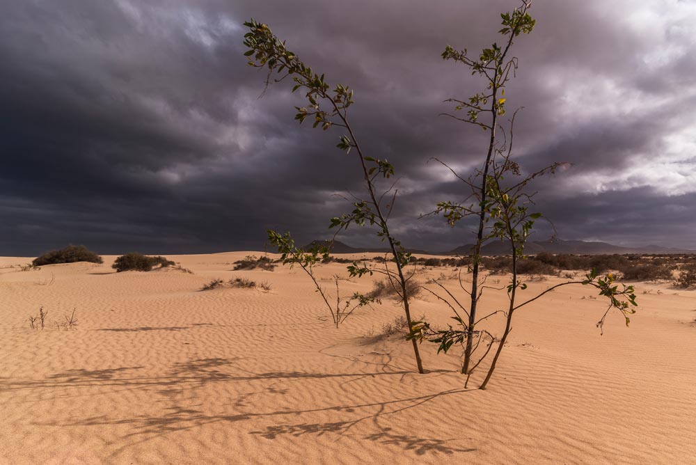 Corralejo sand dunes during storm