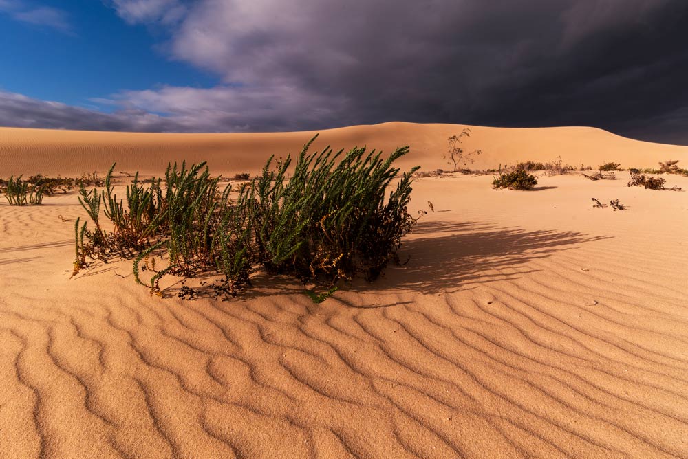 Corralejo sand dunes and plants