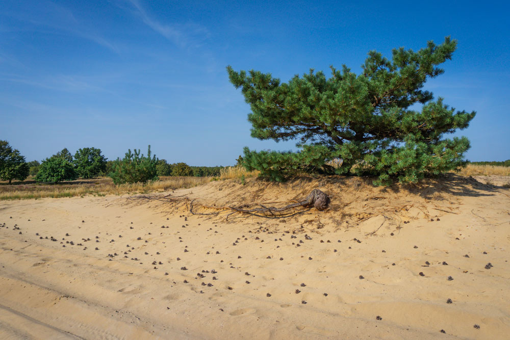 Desert Sands of Šranec in Slovakia.