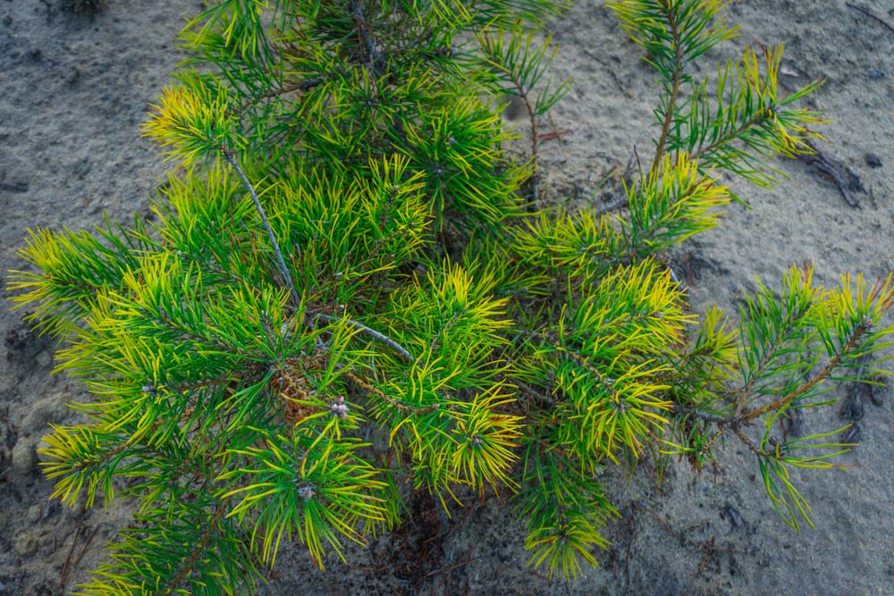 Tree in desert.