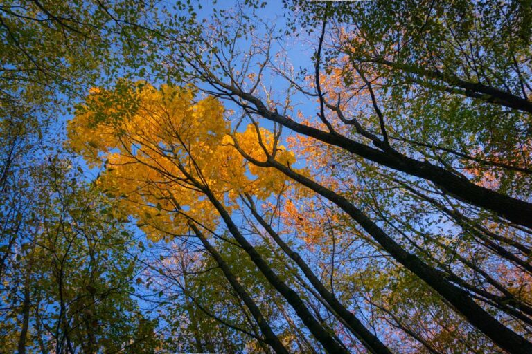 Fall Photo Edit, Forest