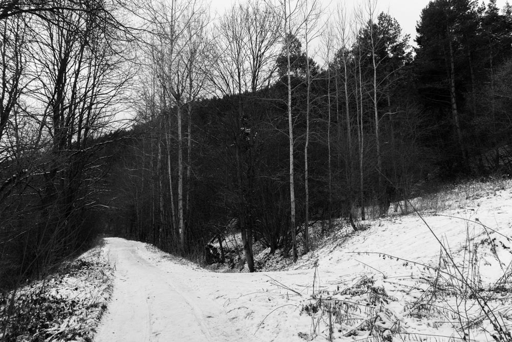 Forest near Matejovce nad Hornádom