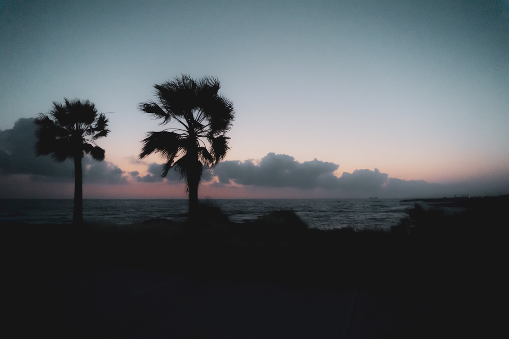 Palms, Paphos