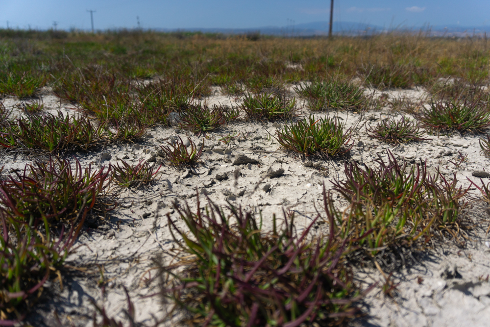 Vegetation, Cyprus