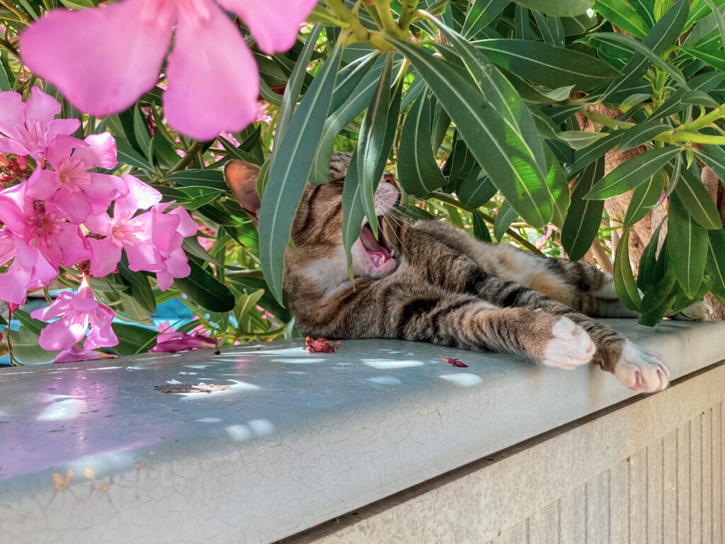 Why Are There So Many Cats in Cyprus?