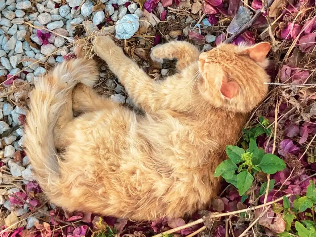 Cats, Cyprus