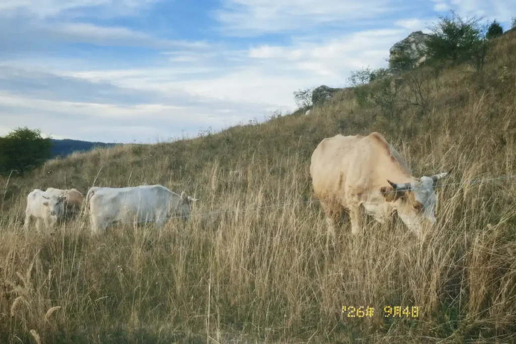 Local Animals
