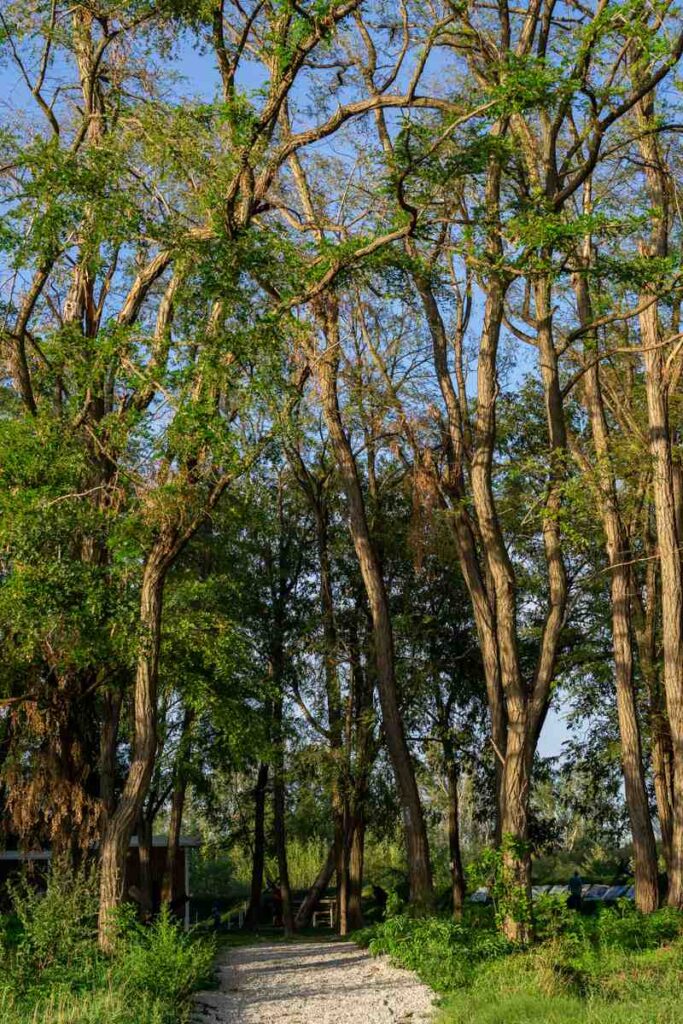 Petržalka Woods