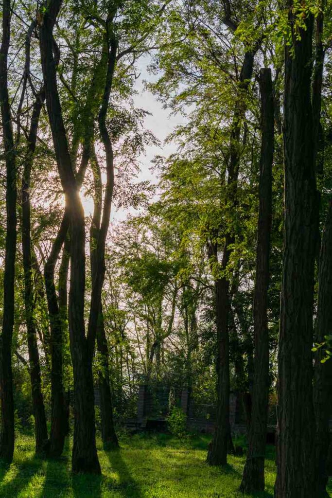 Petržalka Woods